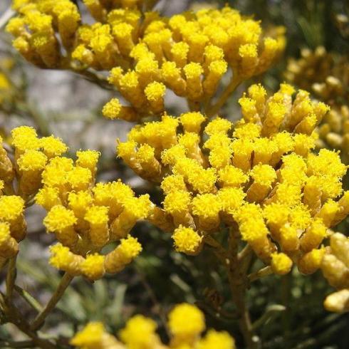 Helichrysum Essential Oil Africa 2